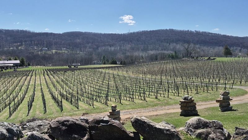 Alba Vineyard