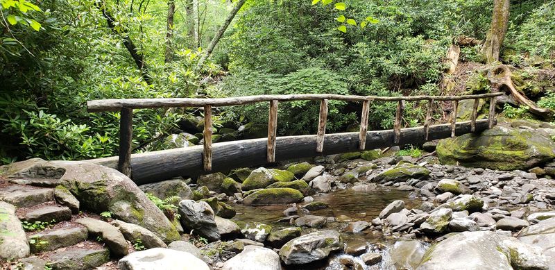 Albright Grove — Great Smoky Mountains National Park