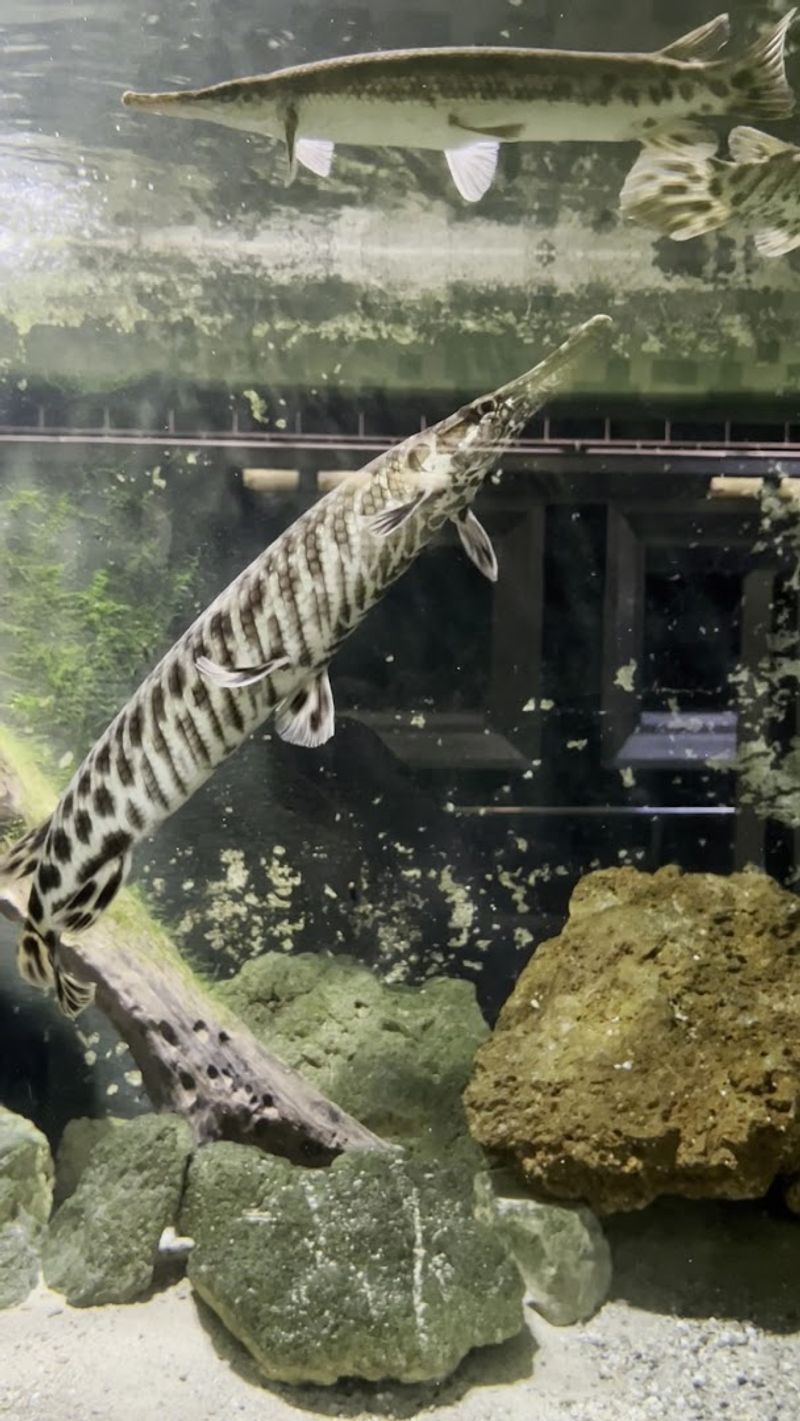 An Impressive Collection of Gar Fish You Have to See An Impressive Collection of Gar Fish You Have to See