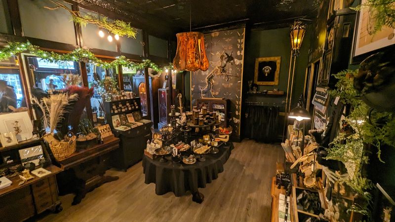 An atmosphere that feels like a living curiosity cabinet
