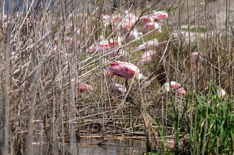 Anahuac National Wildlife Refuge (Chambers County)