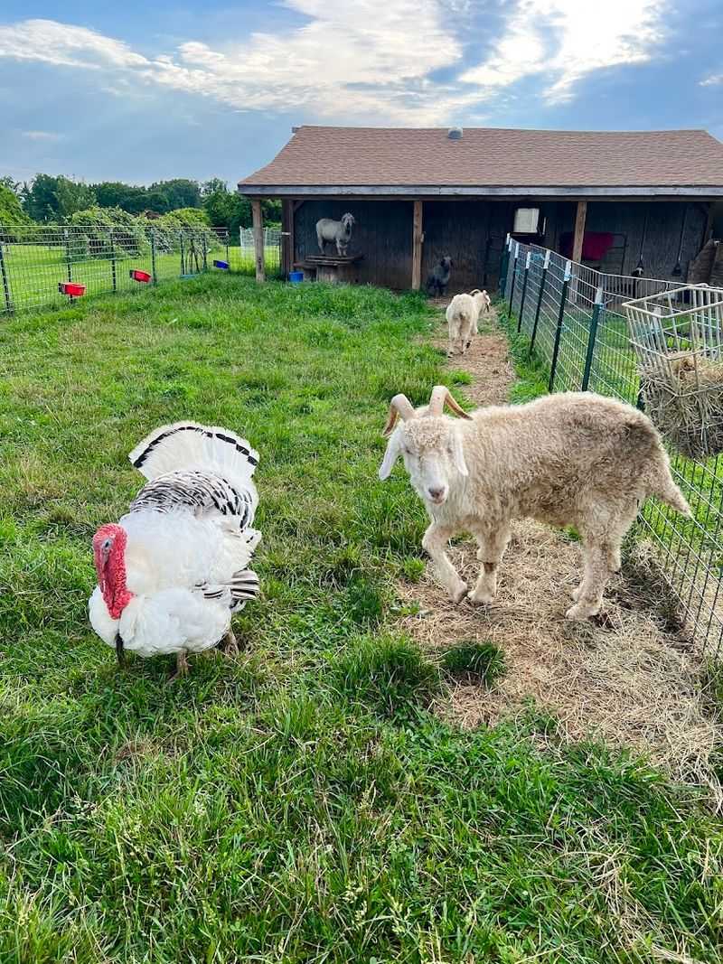 Animals That Add Extra Charm