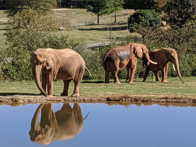 North Carolina Zoo, Asheboro