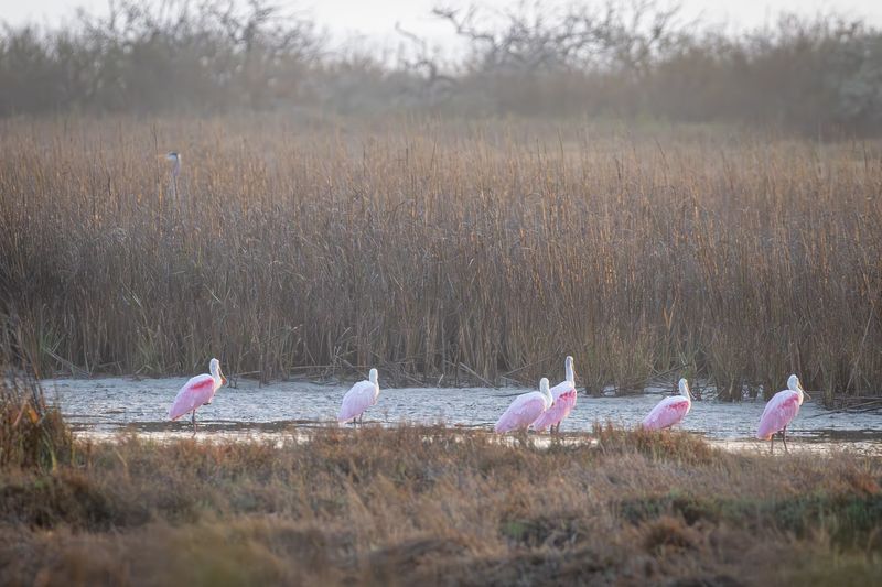 Aransas National Wildlife Refuge (Aransas County)