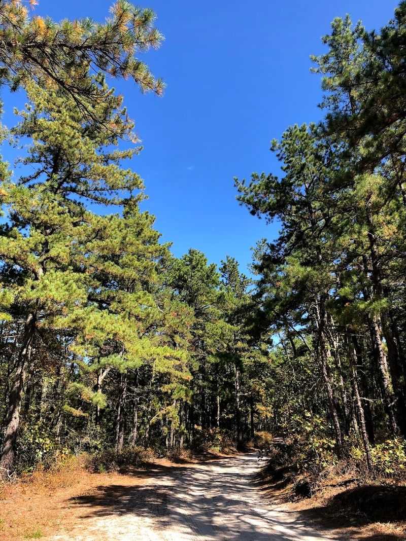 Atsion Lake Blue & Red Trails - Wharton State Forest