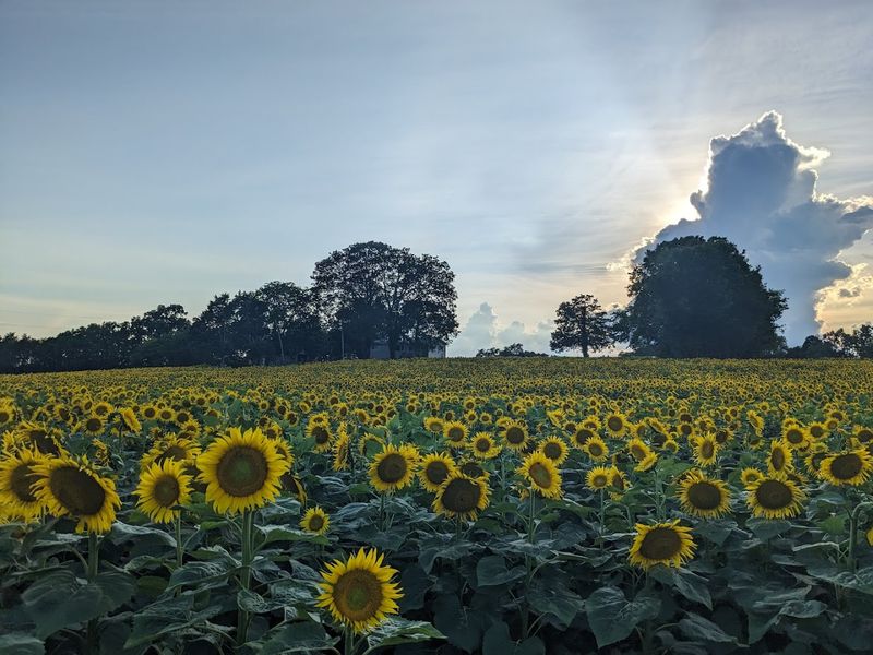 Aubie Smith Farms — Ooltewah