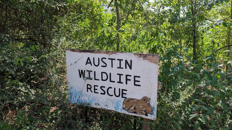 Austin Wildlife Rescue (Austin)