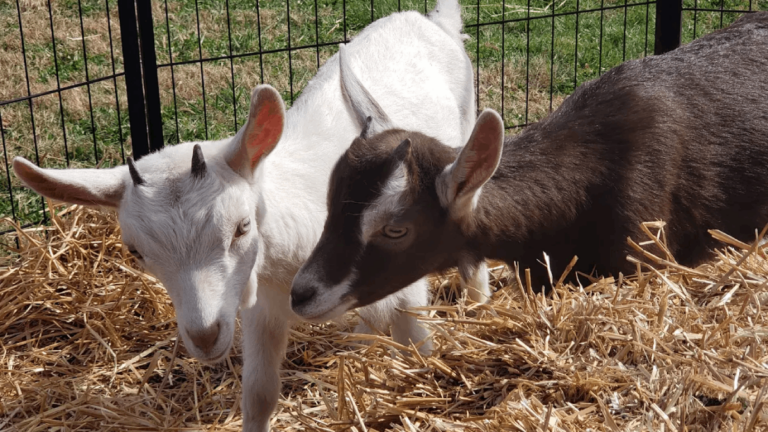 Baby Animals Have Arrived: 10 Tennessee Farms Where You Can See Them Explore