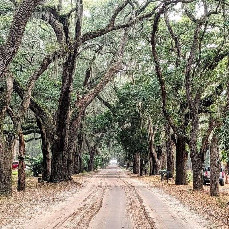 Back Roads Beneath Moss and Quiet Trees
