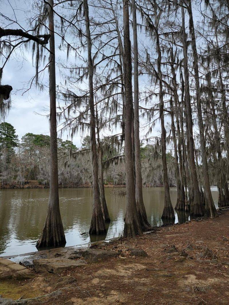 Bald Cypress Trail (Caddo Lake State Park) Bald Cypress Trail (Caddo Lake State Park)