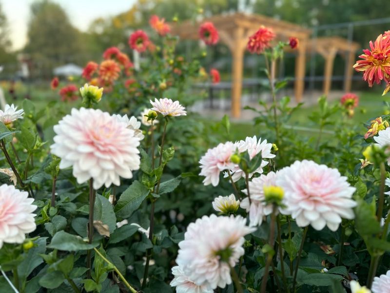 Barefoot Blossom Farm — Ortonville Barefoot Blossom Farm — Ortonville