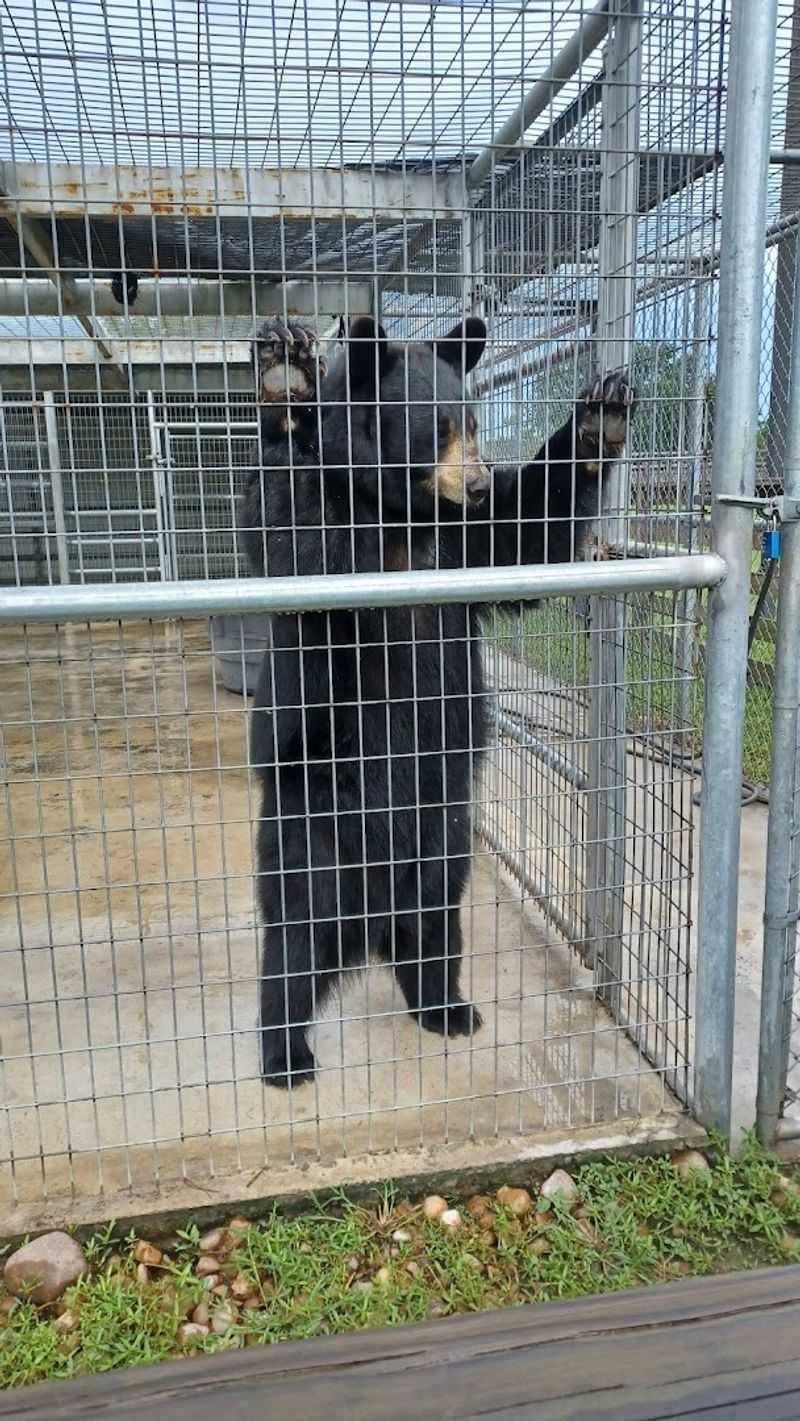 Bear and Wolf Habitats With Surprising Stories