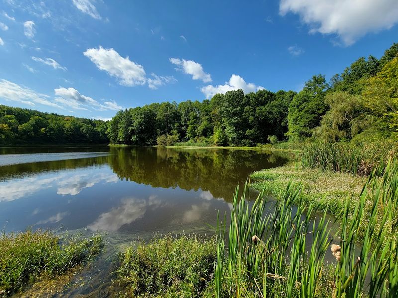 Beaver Marsh