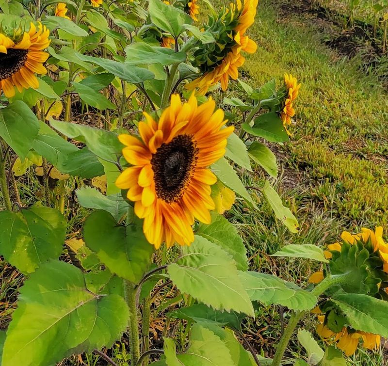 Bellemont Farm Bellemont Farm