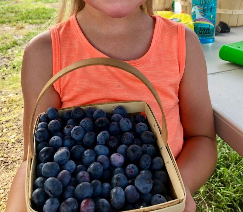 Berry Pickin' in East Texas