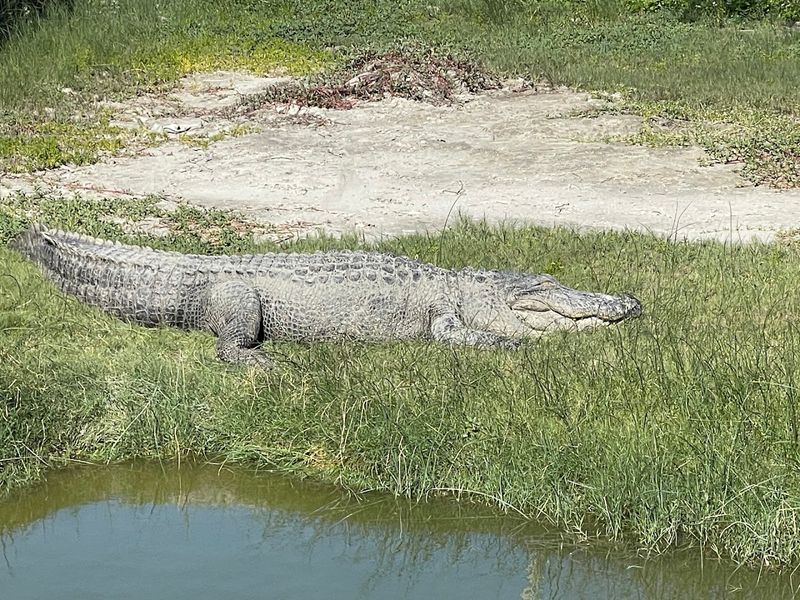 Big Padre and His Gator Gang