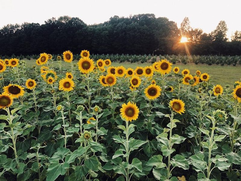 Big Sky Farm TN — Portland
