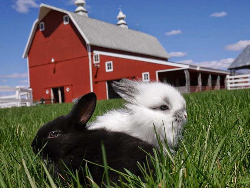 Birthday Parties With a Farm Twist