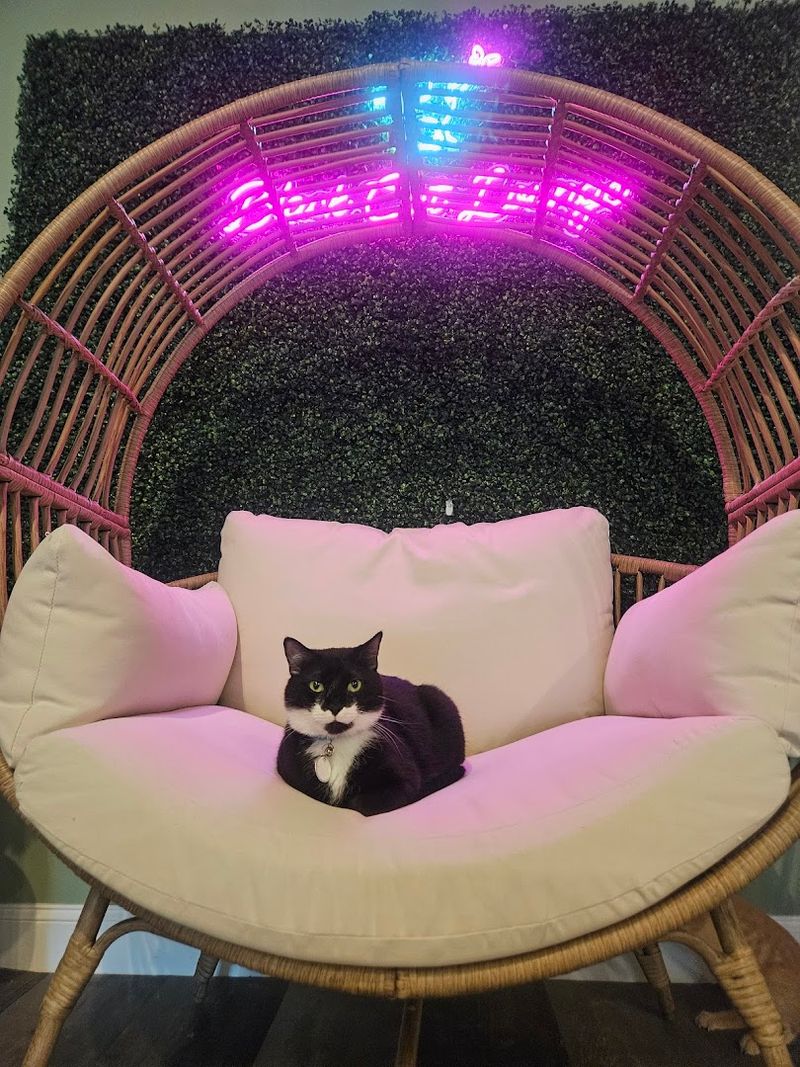 Black Cat Lounge — Sevierville