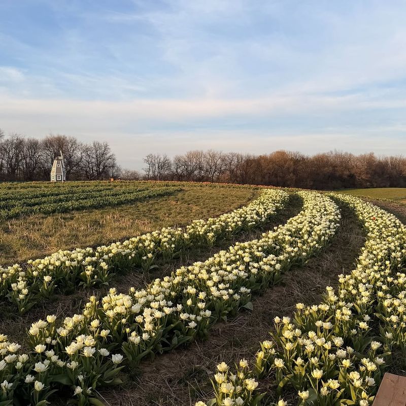 Blooming Woods Flower Farm, Malta, Ohio