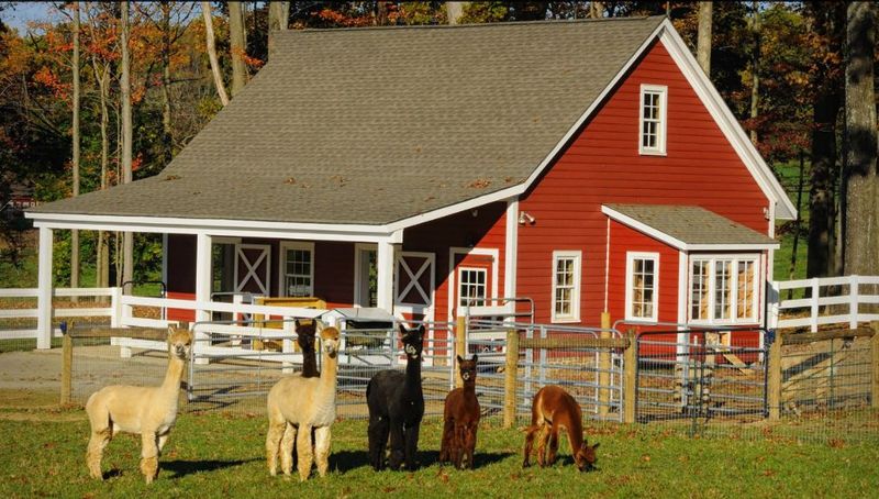 Bluebird Farm Alpacas in Peapack