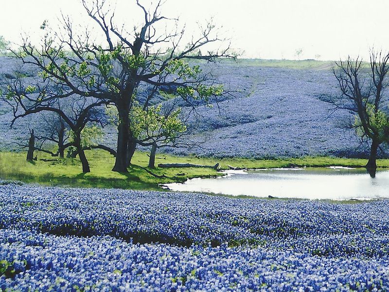 Bluebonnet Trail (Ennis)