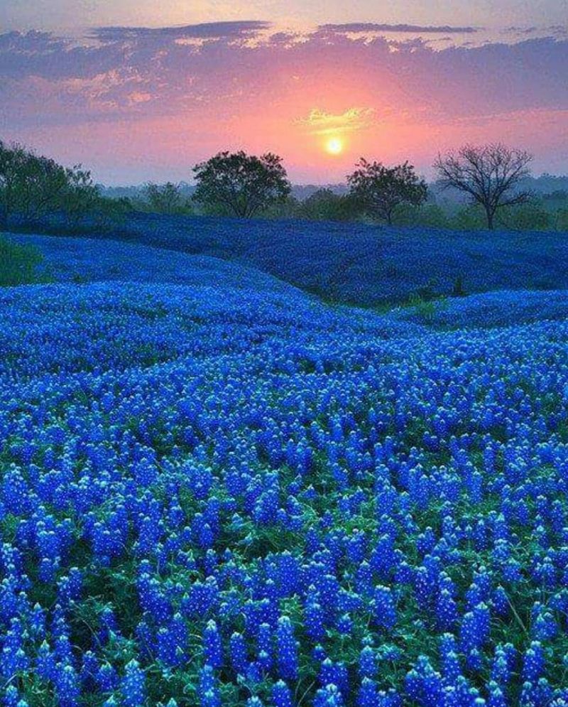 Bluebonnets Bluebonnets