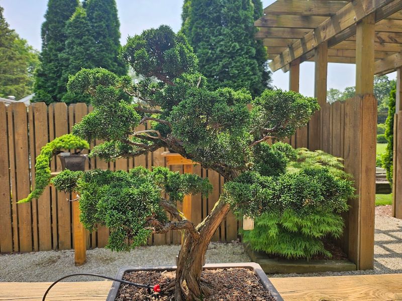 Bonsai, rare plants, and unforgettable color Bonsai, rare plants, and unforgettable color
