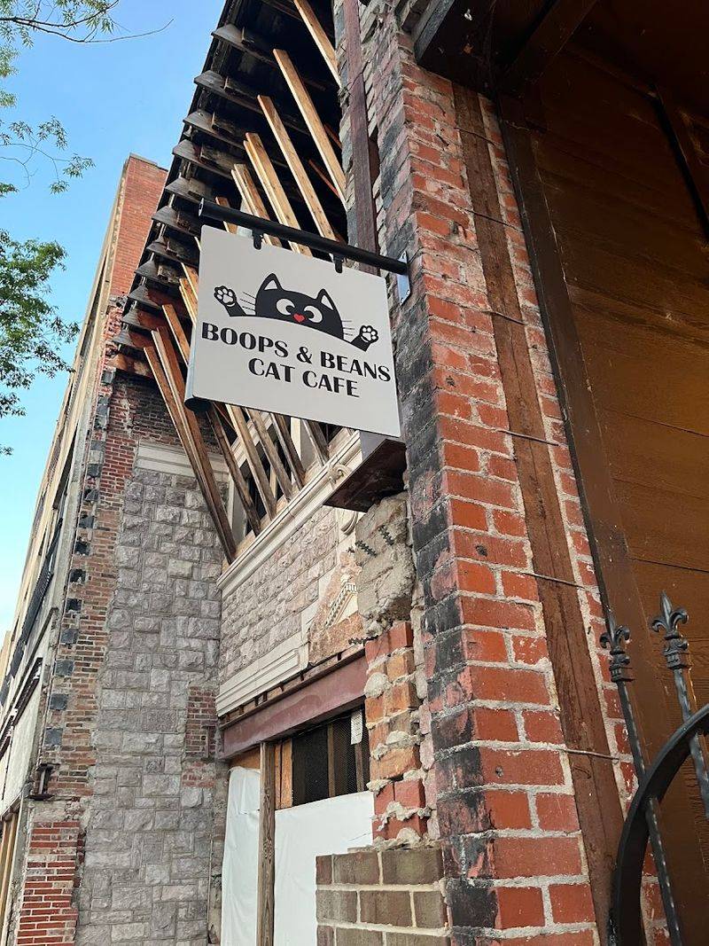 Boops & Beans Cat Cafe — Kingsport