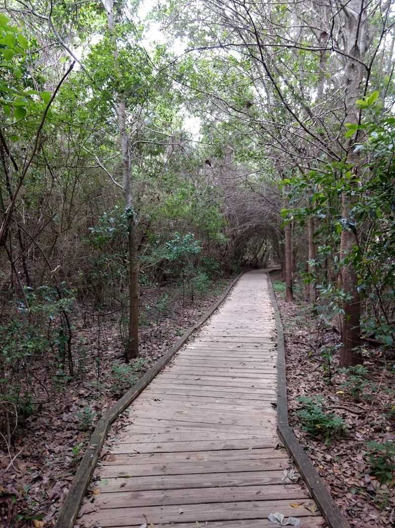 Boy Scout Woods Trail (Sam Houston National Forest) Boy Scout Woods Trail (Sam Houston National Forest)