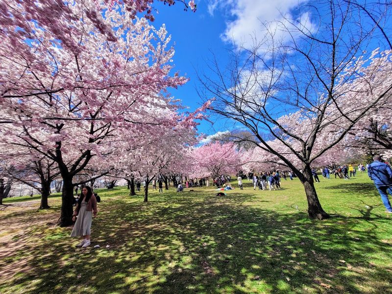 Branch Brook Park cherry blossoms, Newark