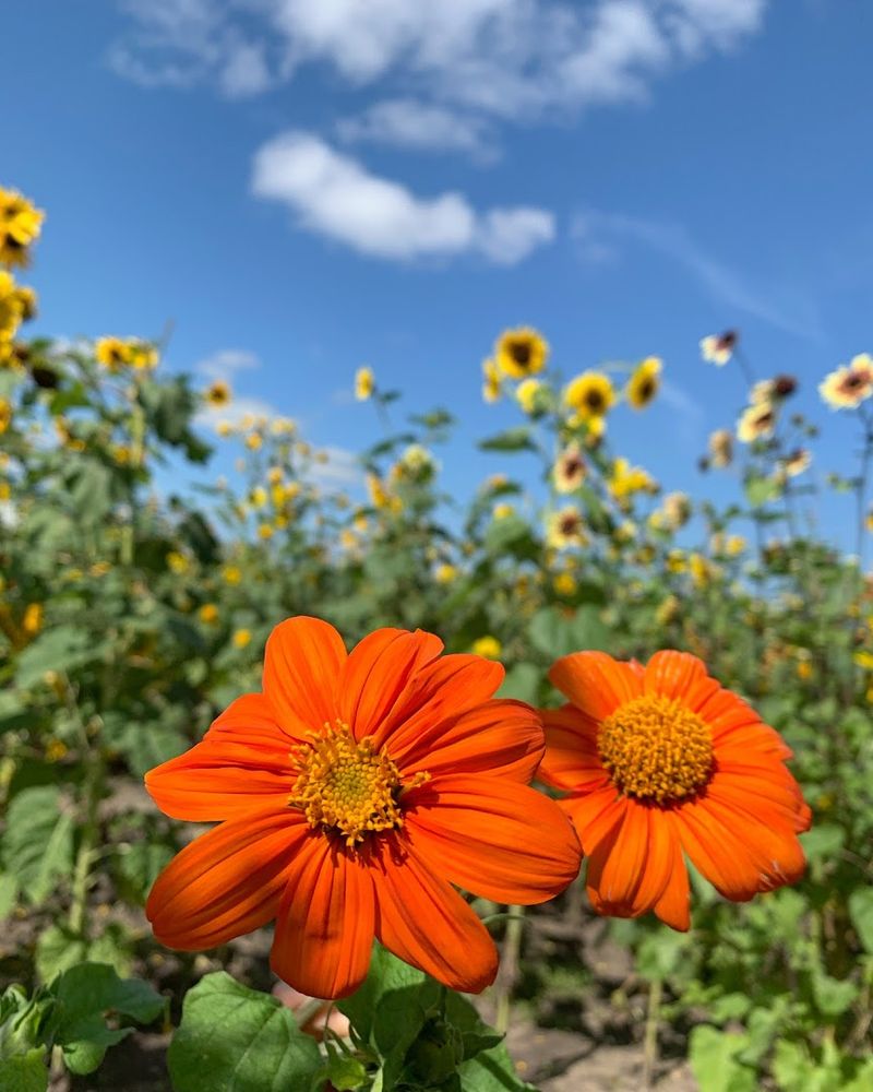 Bremer Produce U-Pick Flower Farm — Hudsonville Bremer Produce U-Pick Flower Farm — Hudsonville