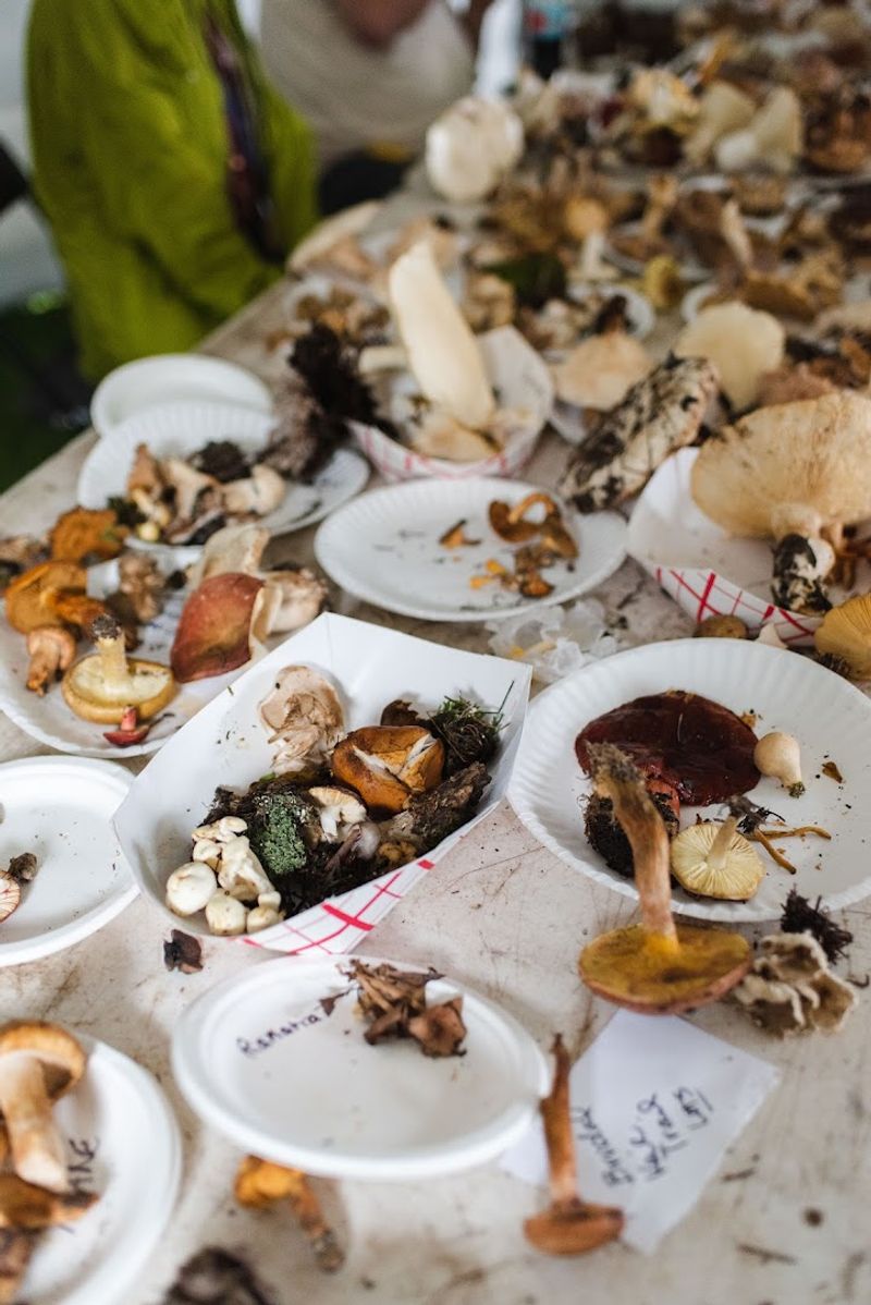 Telluride Mushroom Festival (Telluride)