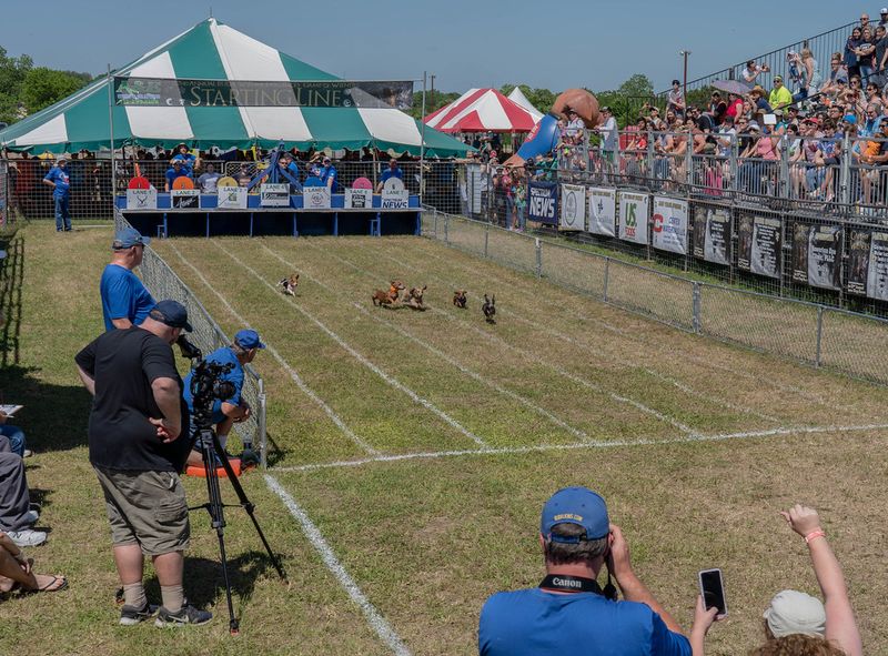 Buda Wiener Dog Races Buda Wiener Dog Races
