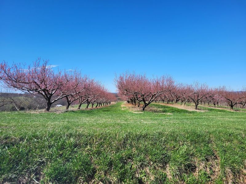 Buffalo Trail Orchard — Greeneville