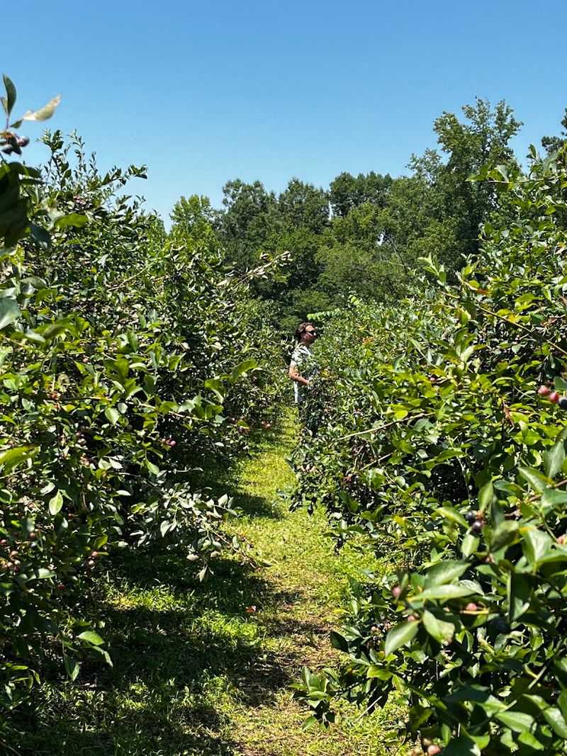Cedar Grove Blueberry Farm (Cedar Grove)