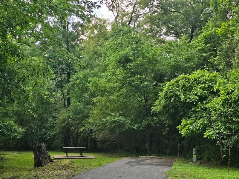 Caddo Lake Cypress Picnic Spots (East Texas)