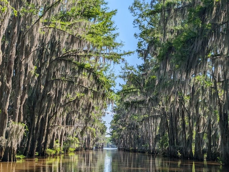 Caddo Lake (Feels like a Louisiana Bayou)