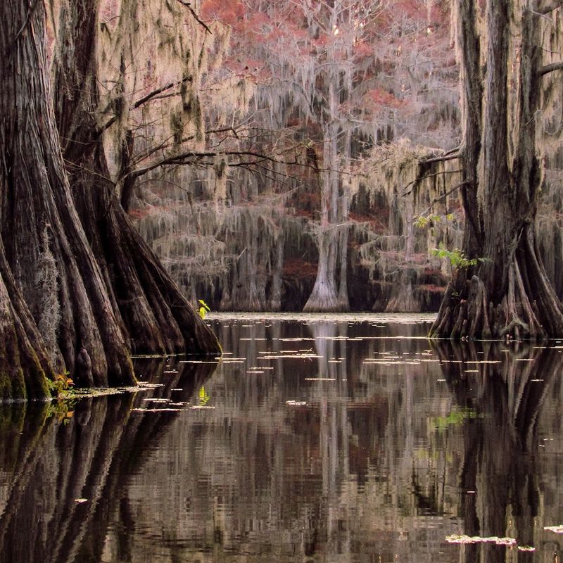 Caddo Lake State Park (East Texas) Caddo Lake State Park (East Texas)