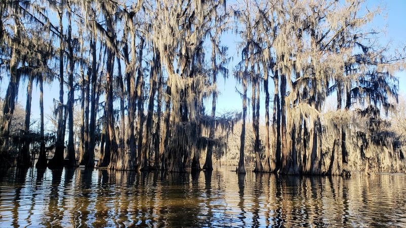 Caddo Lake