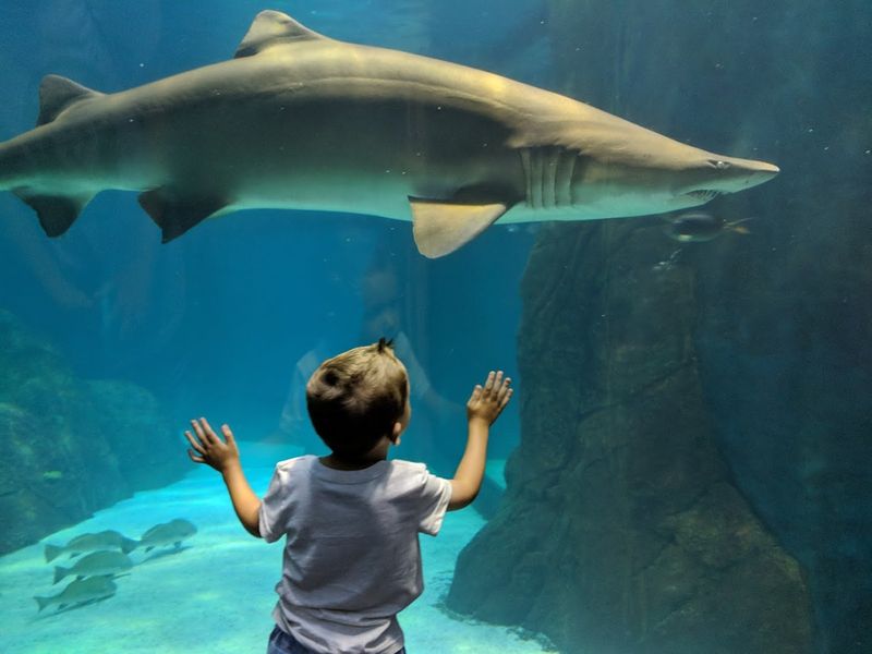 Camden County - Adventure Aquarium Camden County - Adventure Aquarium