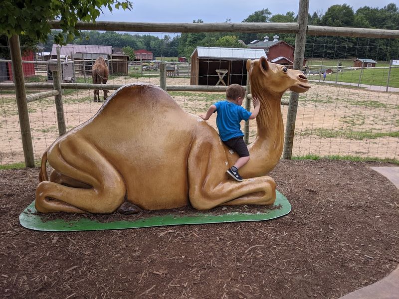 Camel Rides and Camel Encounters