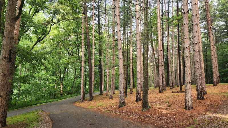 Camping Here Is Quiet, Spacious, and Comfortably Simple
