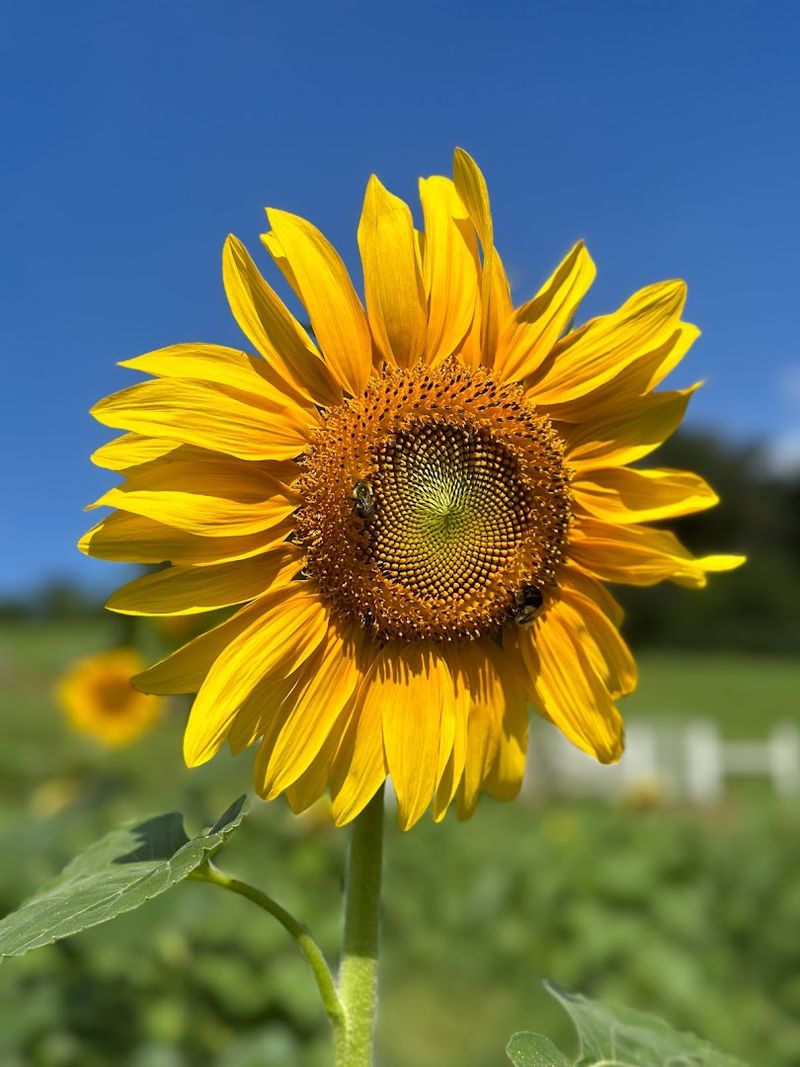 Cedar Pond Farms — New Market
