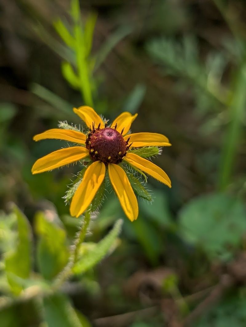 Cedars of Lebanon State Park — Lebanon