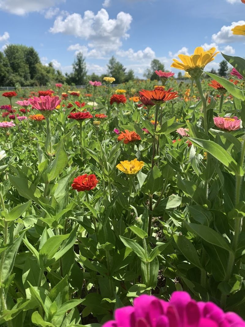 Chacko Farms — Plymouth Chacko Farms — Plymouth