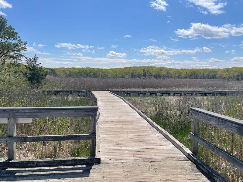 Cheesequake State Park Green Trail