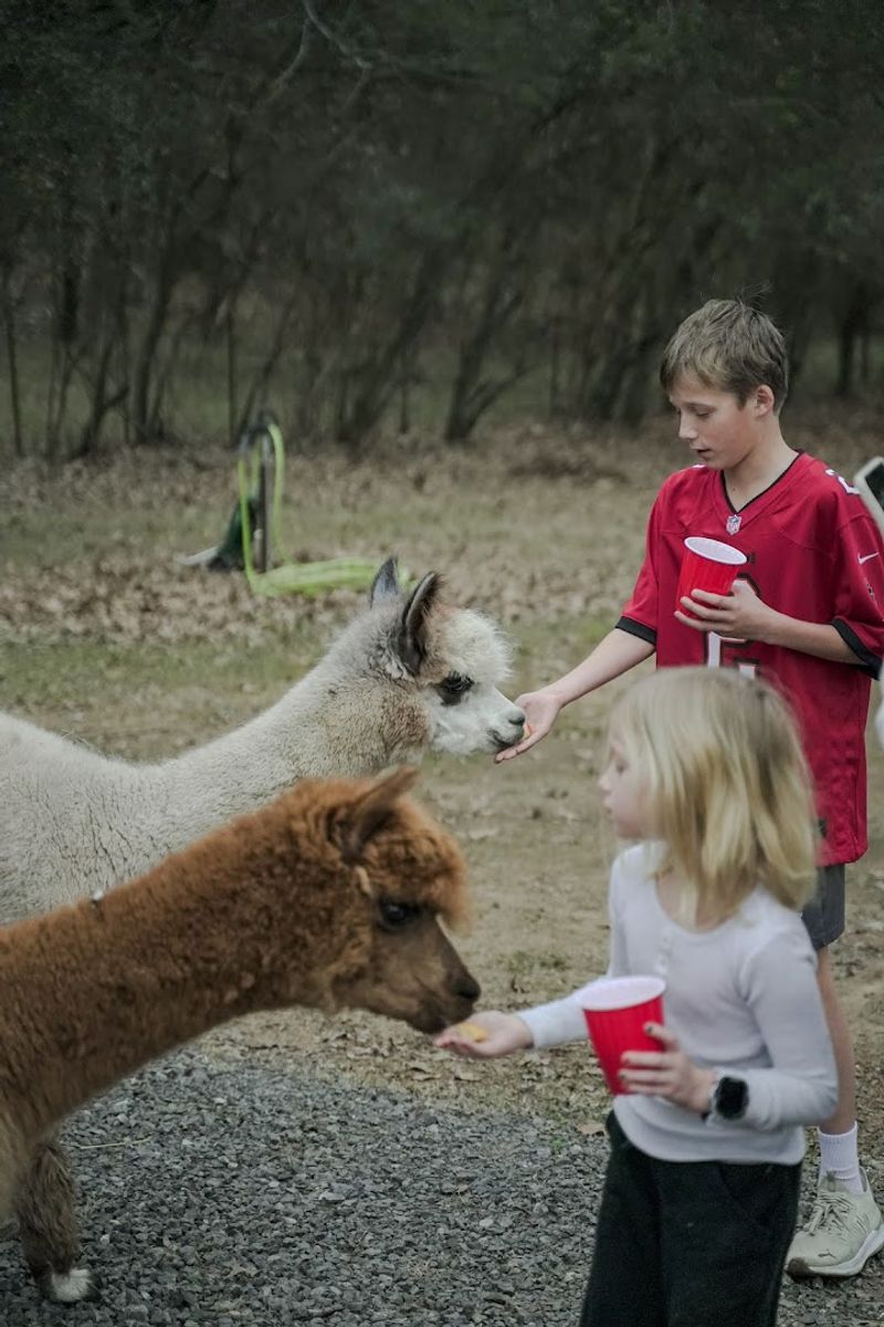 ChewPaca Alpaca Farms — Mount Juliet