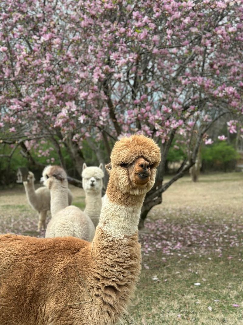 Chewpaca Alpaca Farm — Mt. Juliet