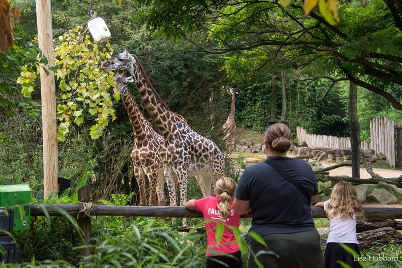 Cincinnati Zoo & Botanical Garden (Cincinnati)